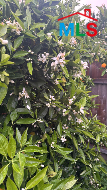 Testing how long the line is going to be and try to tri